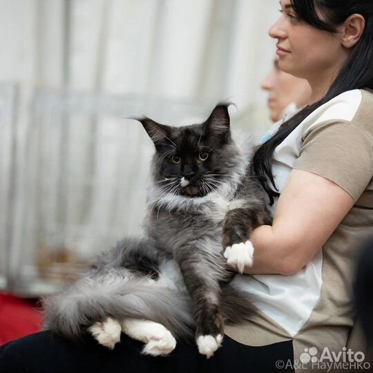 Кот мейн-кун вязка