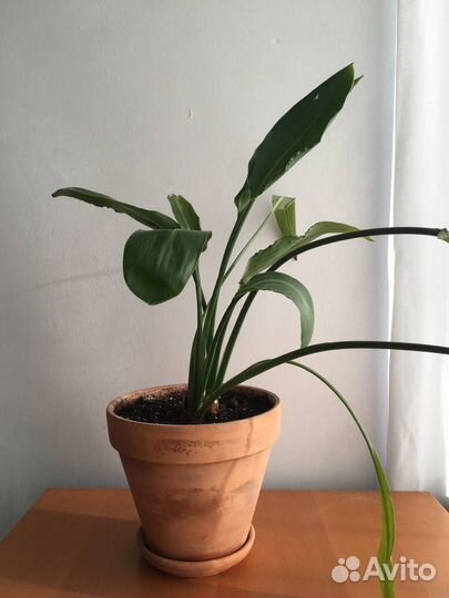 Домашний цветок Стрелиция