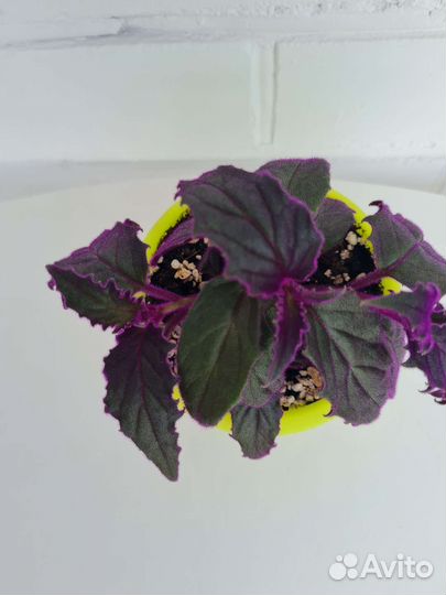 Гинура синяя птица