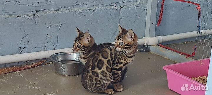 Котята бенгалы