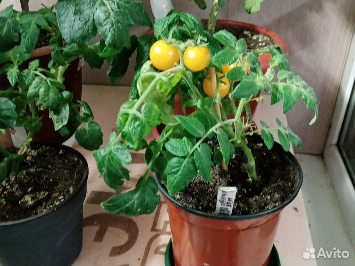 Балконное чудо рассада