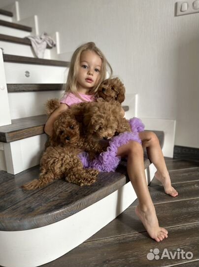 Той-пудель РКФ (щенки)