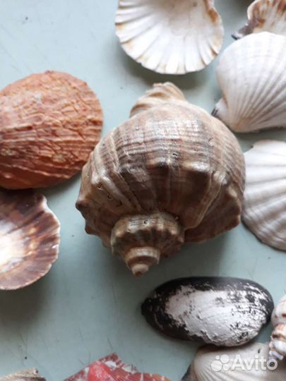 Ракушки разные