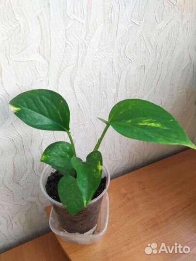 Комнатные растения цветы колеус фикус ахризон