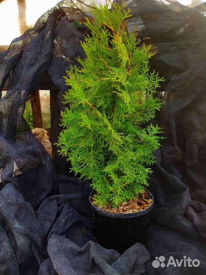 Туя западная Смарагд