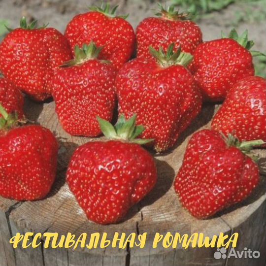 Земляника садовая