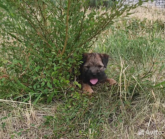 Бордер терьер