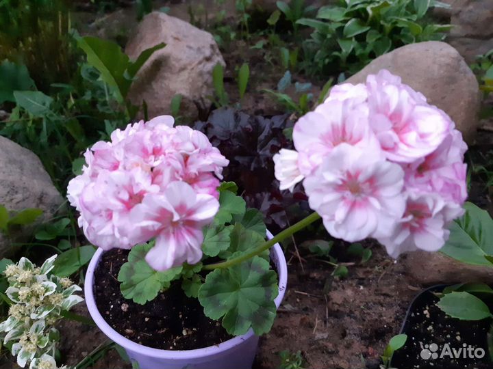 Герань пеларгония сортовая,карликовая Twudees