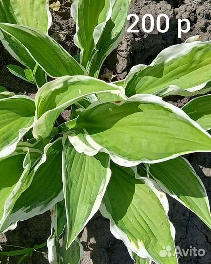 Многолетние цветы