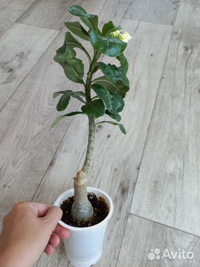 Адениумы сортые прививки
