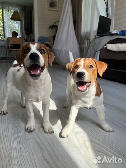 Щенки джек Рассел терьер