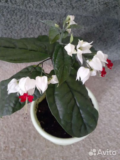 Клеродендрум Томпсона