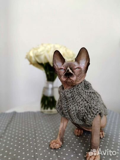 Одежда для сфинкса/ одежда для котов