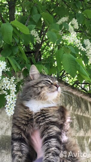 Кошка бесплатно