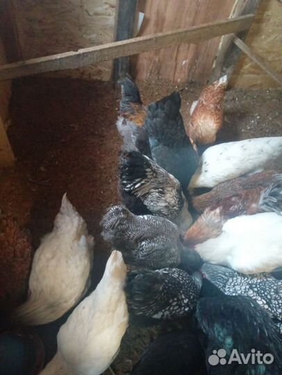 Молодые петушки