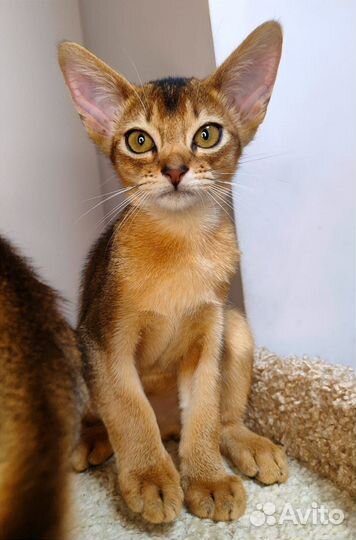 Абиссинские котики