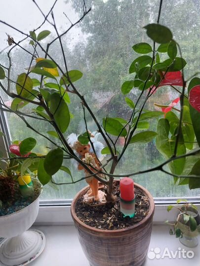 Лимонное дерево