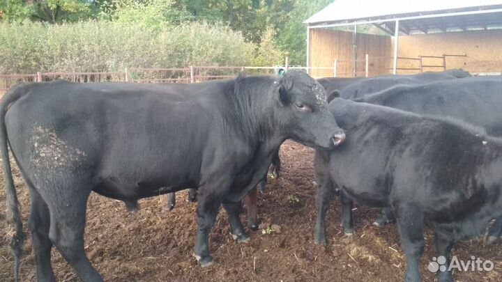 Коровы и телки абердин ангус