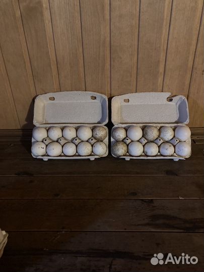 Утиные яйца