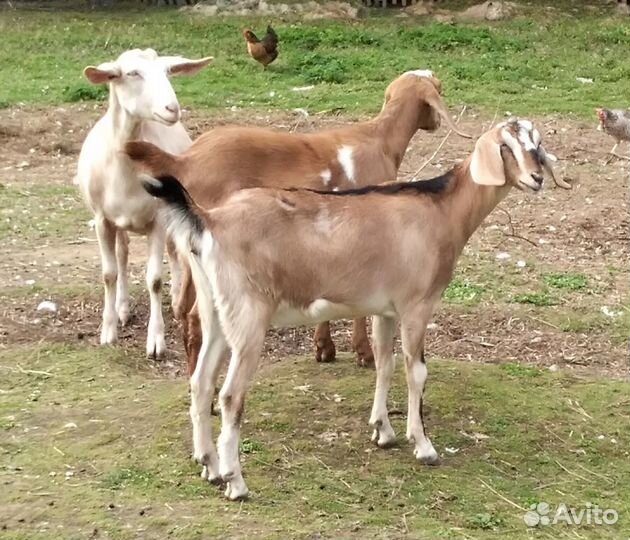 Молодые козочки, козлы