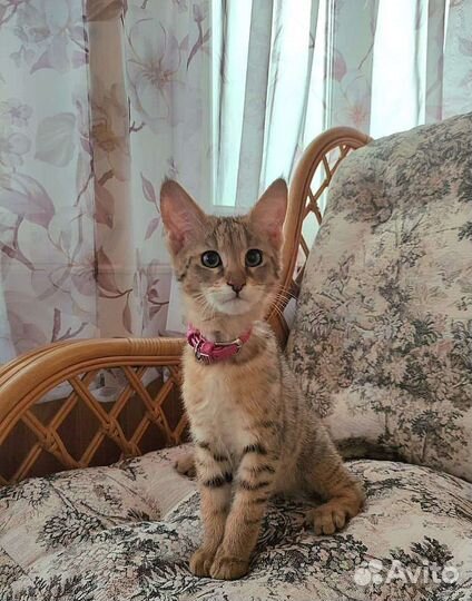 Чаузи ф1 кошка