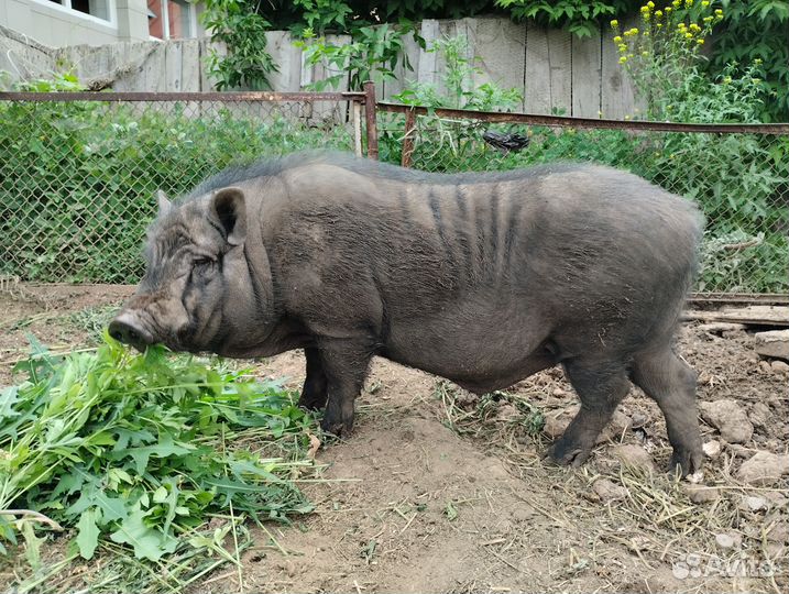 Вьетнамский хряк