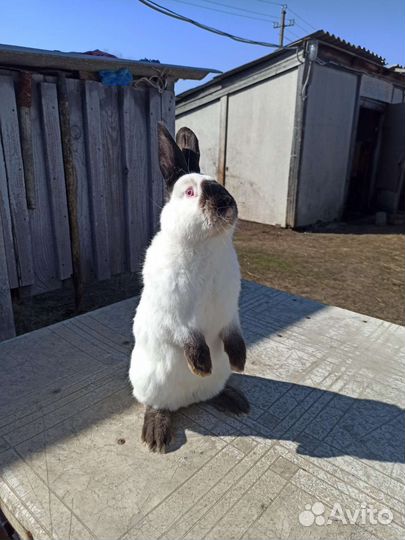 Калифорнийские кролики