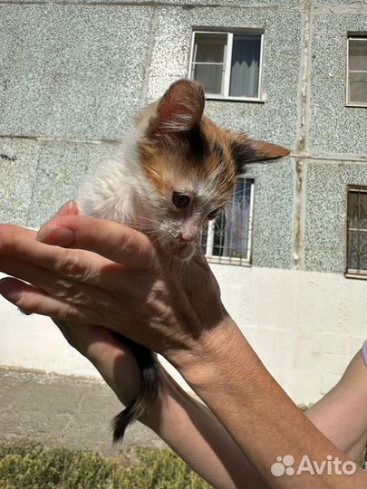 Пристраивается в добрые руки