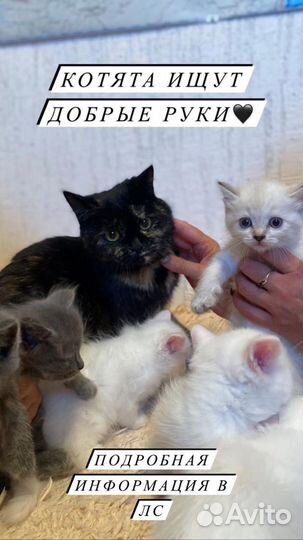 Котята в добрые руки
