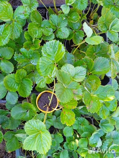 Клубника Азия и Дивная в стаканчиках