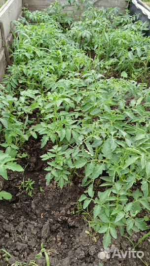 Рассада: помидоры, перцы