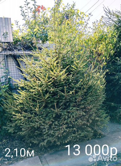 Продаются пушистые ели