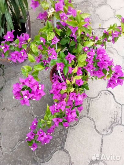 Комнатные растения цветы