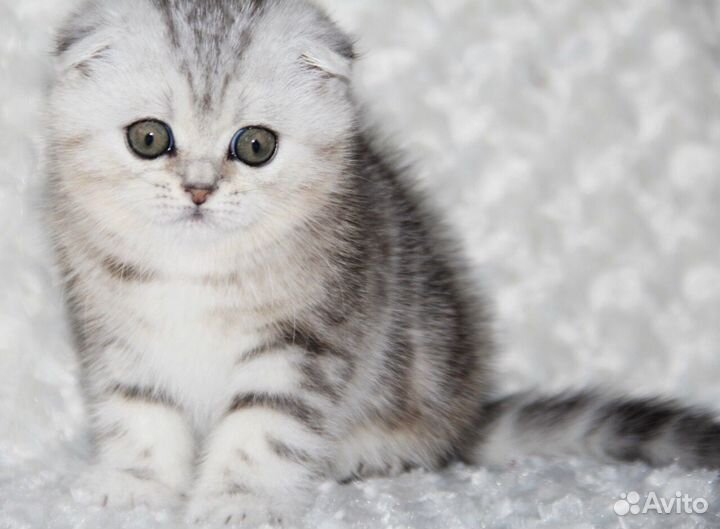 Шотландские вислоухие серебристые котята