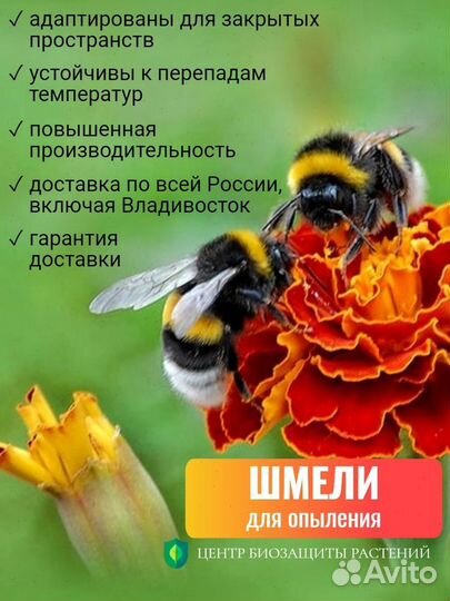 Шмель обыкновенный (Bombus)