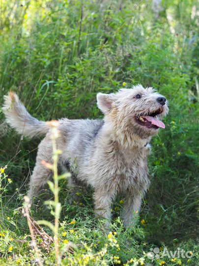 Собака Жужа