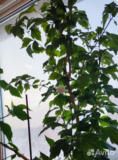 Цветы в горшках