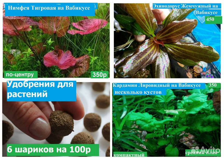 Аквариумные растения Мох-Мхи Нимфея Доставка 99р