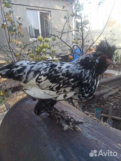 Петух павловское серебро