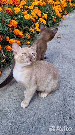 Бурманская девочка