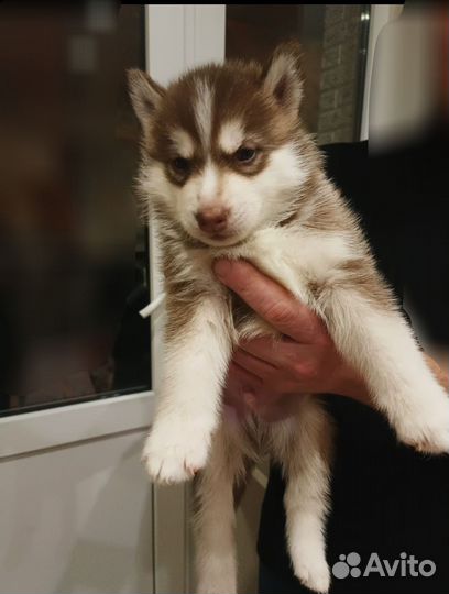 Воронежская область