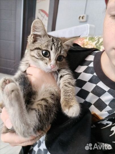 Отдам котят в добрые руки