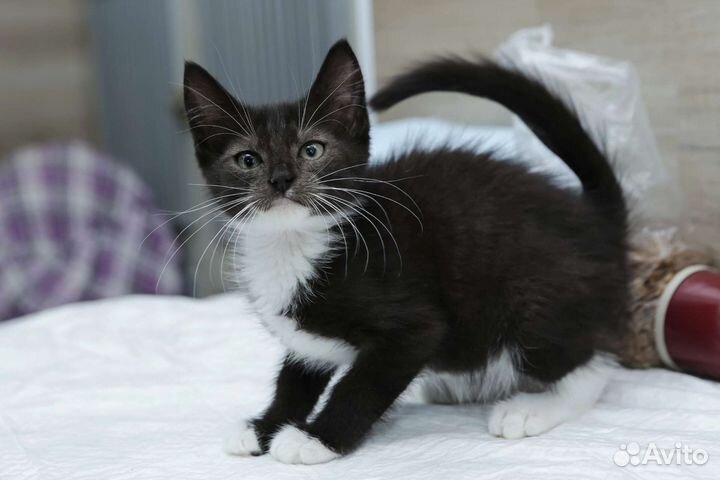 Котенок мальчик 3 мес