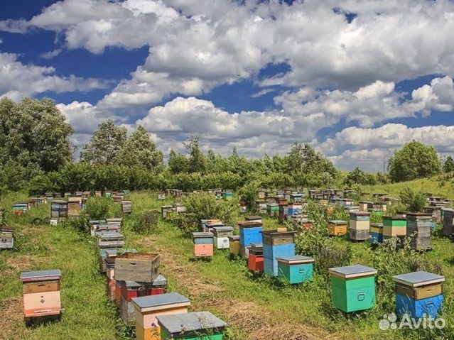 Мед 24 года натуральный опт