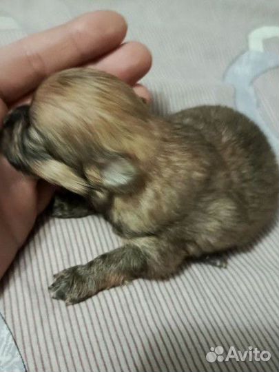 Щенки щпиц мини