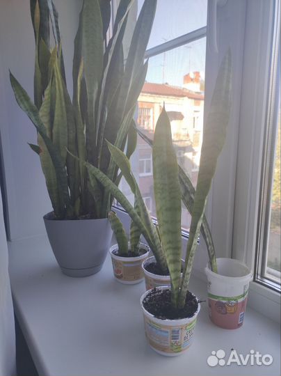 Сансевиерия