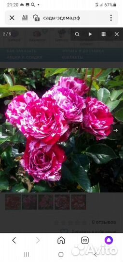 Роза спрейка Арроу Фолиес