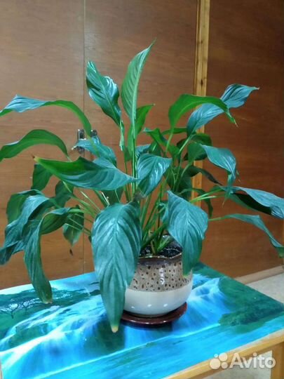 Спатифиллум