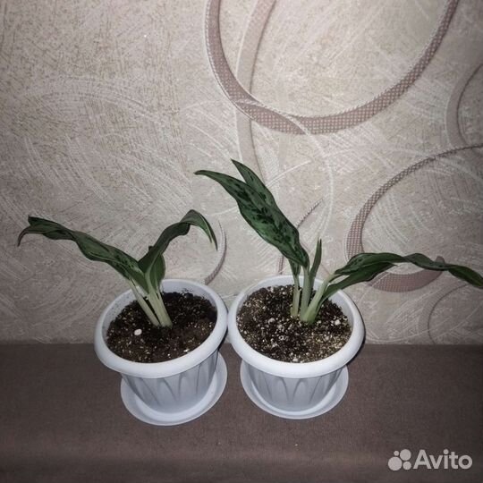 Комнатные растения