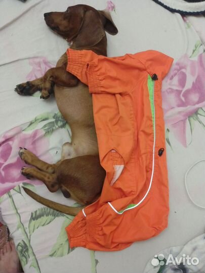 Одежда для таксы мальчика